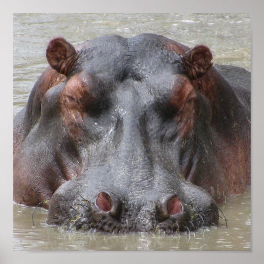 Hippopotamus Poster (Voorkant)