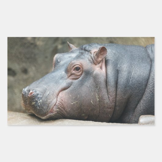 Hippopotamus stickers (Voorkant)