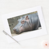 Hippopotamus stickers (Envelop)