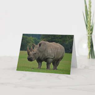 Hippopotamus wenskaart kaart