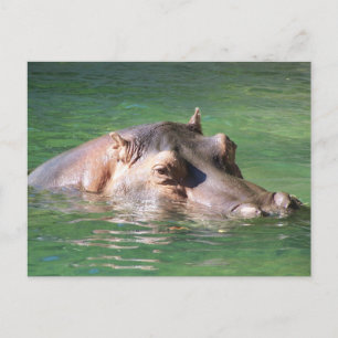 Hippopotamus zwemt op het oppervlak briefkaart
