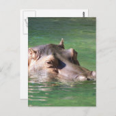 Hippopotamus zwemt op het oppervlak briefkaart (Voorkant / Achterkant)