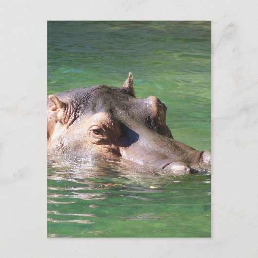 Hippopotamus zwemt op het oppervlak briefkaart (Voorkant)