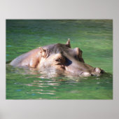 Hippopotamus zwemt op het oppervlak poster (Voorkant)
