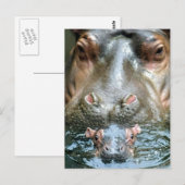 Hippopotamussen en Baby Briefkaart (Voorkant / Achterkant)