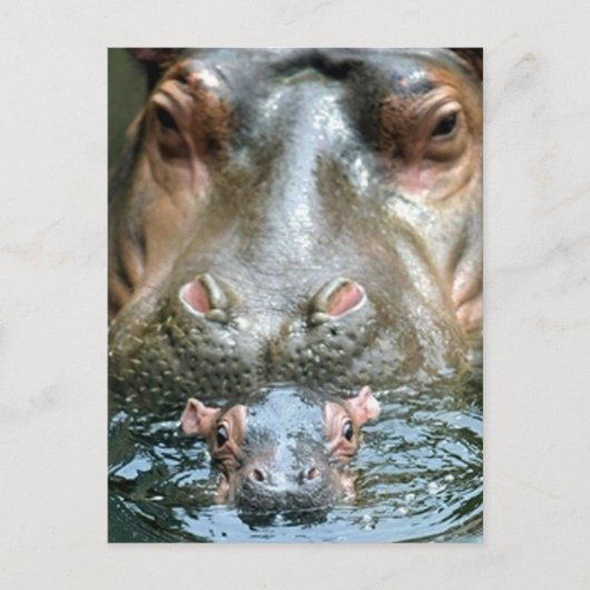 Hippopotamussen en Baby Briefkaart (Voorkant)