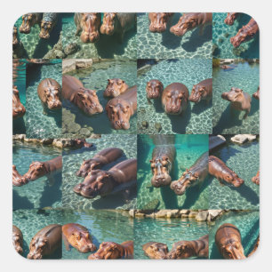 Hippos bij Play: A Pond Paradise Vierkante Sticker