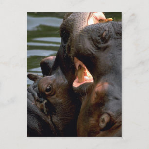 Hippos Fighting, Closeup Briefkaart