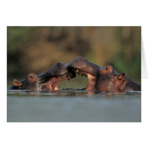 Hippos (Hippopotamus Amphibius), rustelend