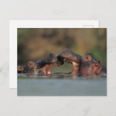 Hippos (Hippopotamus Amphibius), rustelend Briefkaart (Voorkant / Achterkant)