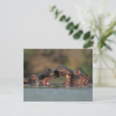 Hippos (Hippopotamus Amphibius), rustelend Briefkaart (Staand voorkant)
