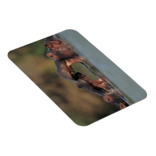 Hippos (Hippopotamus Amphibius), rustelend Magneet (Rechterzijde)