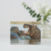 Hippos in water briefkaart (Staand voorkant)