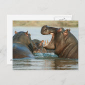 Hippos in water briefkaart (Voorkant / Achterkant)