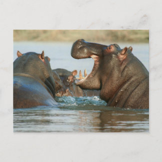 Hippos in water briefkaart