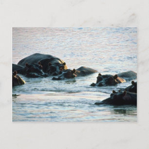 Hippos - Peul in de rivier de Twilight Briefkaart
