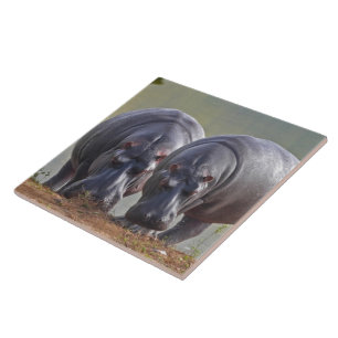 Hippos Tegeltje