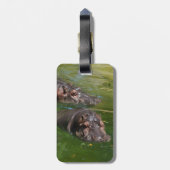 Hippos zwemmen in een hond, bagagelabel (Achterkant verticaal)