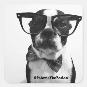 Hipster Boston Terrier met glazen Stickers