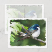 Hirondelle d'arbre - Carte postale (Devant / Derrière)