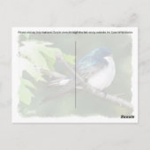 Hirondelle d'arbre - Carte postale (Dos)