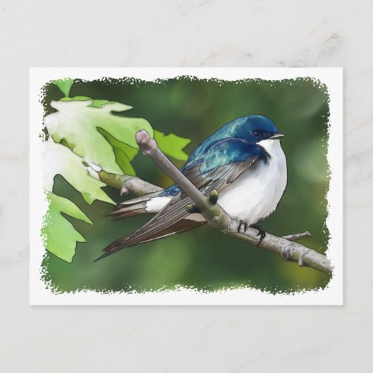 Hirondelle d'arbre - Carte postale (Devant)