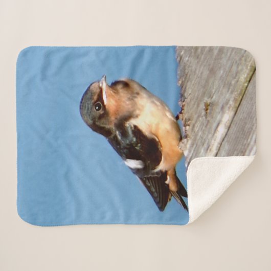 Hirondelle de grange couverture sherpa (Devant (Horizontal))