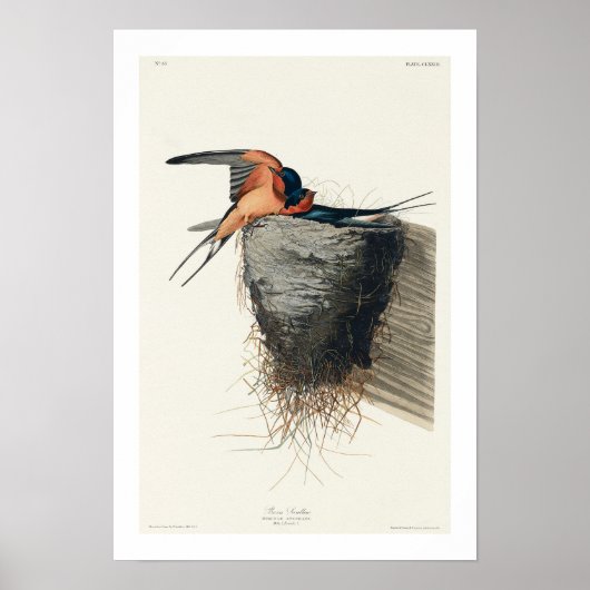 Hirondelle de grange par Audubon Poster (Devant)