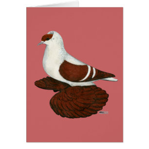 Hirondelle : Pigeon à tête molle rouge