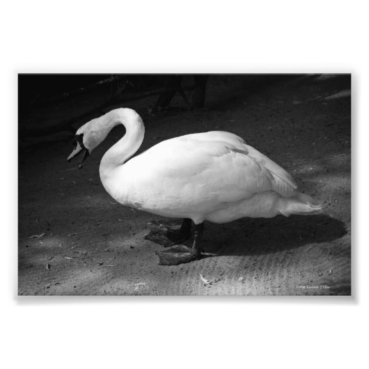 HiSSs Foto Afdruk (Voorkant)