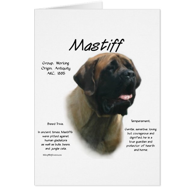 Histoire des mastiff abricot (Devant)