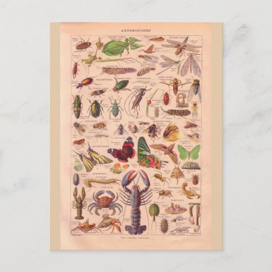  historische Artropotigen Briefkaart (Voorkant)