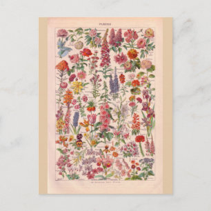historische bloemen briefkaart