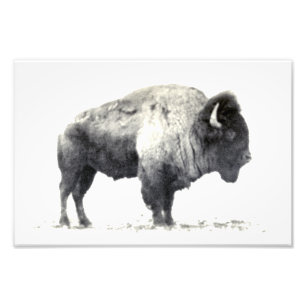 Historische foto van American Bison Afdruk