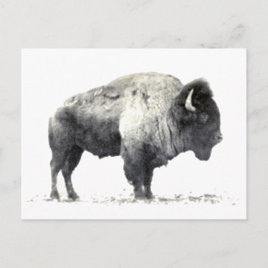Historische foto van American Bison Briefkaart (Voorkant)