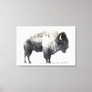 Historische foto van American Bison Canvas Afdruk