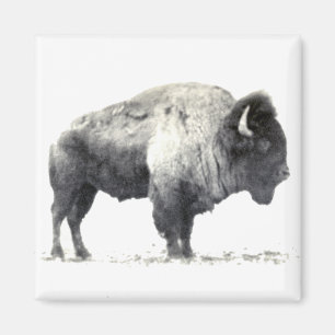 Historische foto van American Bison Magneet