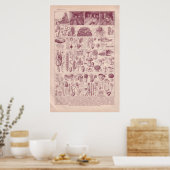  historische paddenstoelen van 1920 poster (Keuken)