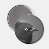 Hitchcock's vogel magneet (Voorkant / Achterkant)