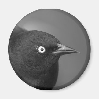 Hitchcock's vogel magneet