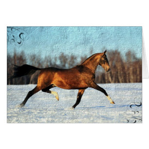 Hiver Akhal-teke