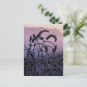 Hiver, Norfolk, Angleterre - Carte postale (Debout devant)