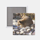 Hivernal Raccoon ~ aimant (Recto/Verso)