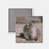 Hoary Marmot Magneet (Voorkant / Achterkant)