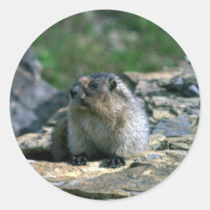 Hoary Marmot Ronde Sticker