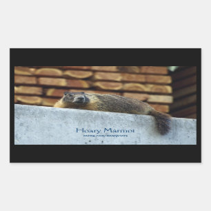Hoary Marmot (Whistler) Wildlife Sticker