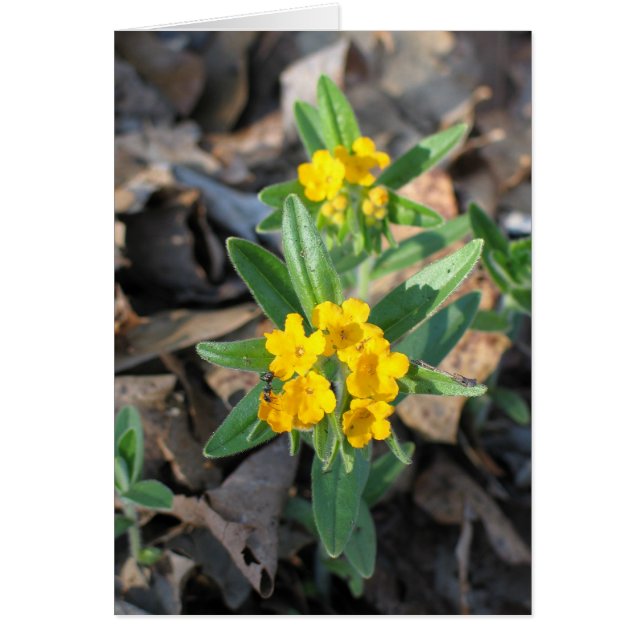 Hoary Puccoon (Devant)