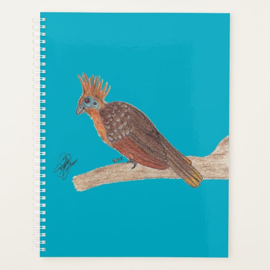 HOATZIN (Devant)