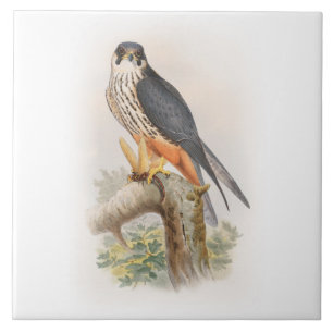 Hobby Falcon John Gould Birds of Great Britain Tegeltje