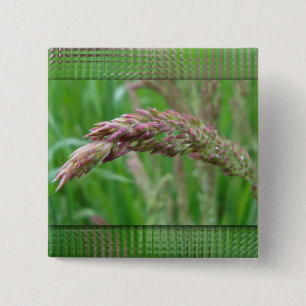 Hoe de gras Button groeit